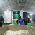 9.การขนส่งเนื้อมะพร้าวขาวด้วยรถควบคุมความเย็น