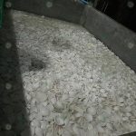 เนื้อมะพร้าวขาวแช่น้ำทำควาสะอาดก่อนส่งโรงงานแปรรูป