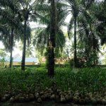 แปลงเพาะพันธุ์มะพร้าวภายในสวนปาล์มน้ำมัน