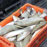 ใช้ อาหารปลากะพง แบบเม็ดเลี้ยงจะได้ ลักษณะตัวปลาสมบูรณ์ สันหนา ตัวยาว เกล็ดไม่หลุดลอกง่าย