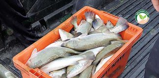 ใช้ อาหารปลากะพง แบบเม็ดเลี้ยงจะได้ ลักษณะตัวปลาสมบูรณ์ สันหนา ตัวยาว เกล็ดไม่หลุดลอกง่าย