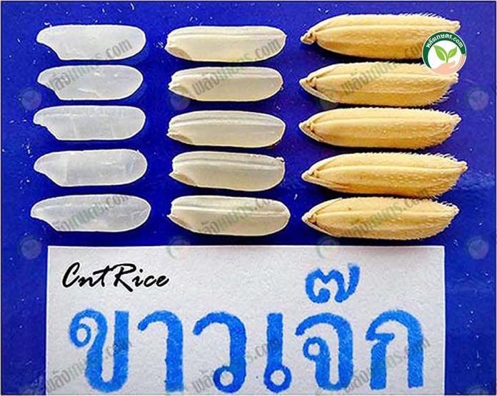 ข้าวขาวเจ๊กชัยนาท ข้าวขาวเจ๊กชัยนาท