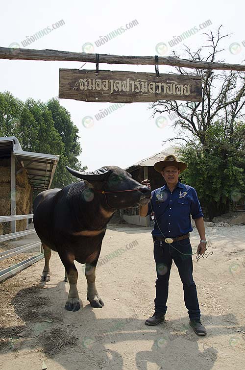 1.คุณสะอาด-ชาญกิจกรรณ์-เจ้าของหมออาด-ฟาร์มควายไทย