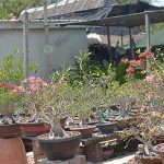 3.ชวนชมออกดอกชมพูพราวเต็มต้น-พร้อมให้ทุกท่านได้เลือกช้อปกันแล้ว