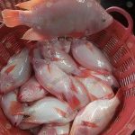 4.ปลาทับทิมสำหรับทำเป็นปลาเผา-ไซส์ใหญ่-ตัวหนา