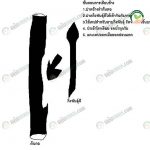 การขยายพันธุ์มะม่วง เปลี่ยนยอดแบบเสียบข้าง-Side-veneer-grafting-ไซค์วีเนียร์