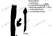 การขยายพันธุ์มะม่วง เปลี่ยนยอดแบบเสียบข้าง-Side-veneer-grafting-ไซค์วีเนียร์