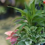 5.ต้นไม้บนโต๊ะทำงาน-พร้อมกระถางทรงสวย-ดูแลง่าย-สะดวกสบาย