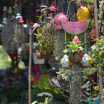 ขายต้นไม้ ไม้แขวนจัดสวนง่าย เหมาะกับคนเมืองมีพื้นที่น้อย