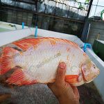 ตลาดปลา ปลาทับทิมคุณภาพ