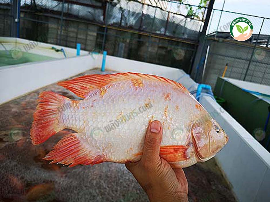 ตลาดปลา ปลาทับทิมคุณภาพ