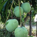 มะม่วง-R2E2