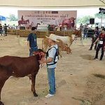 1.งานประกวดโคเนื้อ