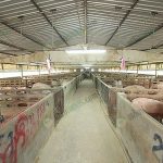 1.โรงเรือนหมู