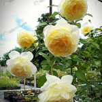2.กุหลาบคือไม้ดอกที่มีสีสันสวยงาม-แตกต่างกันออกไปตามสายพันธุ์