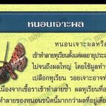 2.หนอนเจาะผล-ที่มา.กรมวิชาการเกษตร