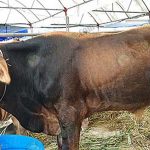 โคเนื้อ ที่ส่งเข้าประกวด