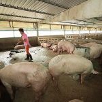 3.คอกหมู