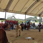 3.บรรยากาศประกวดวัว