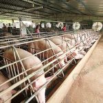 4.บรรยากาศในฟาร์มหมู