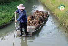 ปลูกปาล์มแบบยกร่อง การเก็บเกี่ยวผลผลิตและบรรทุกออกจากสวนด้วยทางเรือ