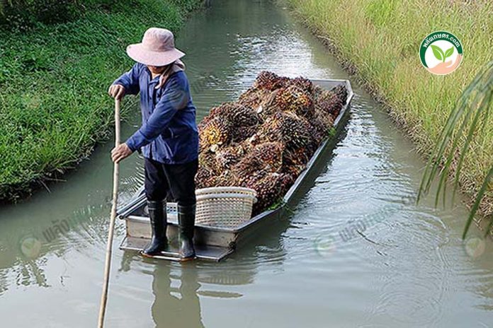 ปลูกปาล์มแบบยกร่อง การเก็บเกี่ยวผลผลิตและบรรทุกออกจากสวนด้วยทางเรือ ปลูกปาล์มแบบยกร่อง การเก็บเกี่ยวผลผลิตและบรรทุกออกจากสวนด้วยทางเรือ