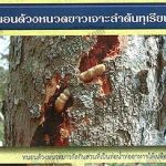 4.หนอนด้วงหนวดยาวกัดกินส่วนที่เป็นท่อน้ำ-ท่ออาหารใต้เปลือกไม้-ที่มา.กรมวิชาการเกษตร