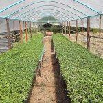 4.แปลงปลูกผักปลอดสารแบบมาตรฐาน