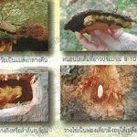 5.ที่มา.กรมวิชาการเกษตร