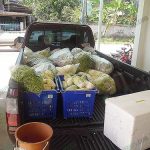 5.ผลผลิตจากเกษตรกรนำไปส่งจำหน่ายทุกวัน