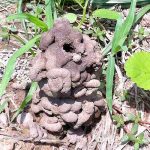 7.ปลอดสารพิษแค่ไหนก็ดูได้จากคอนโดไส้เดือนเป็นหลัก