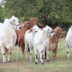 พ่อแม่พันธุ์และลูก วัวบรามัน