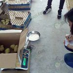 การเตรียมการทดลองสารสกัดขมิ้นชันคลายเครียดในไก่