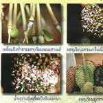ผลทุเรียนแคระแกร็นเนื่องจากเพลี้ยแป้ง-ที่มา.กรมวิชาการเกษตร