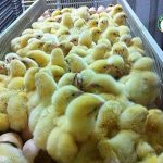 ผลิตลูกไก่เนื้อ ลูกไก่แข็งแรงสมบูรณ์