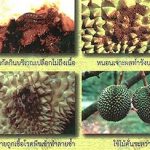 หนอนเจาะผลทำรังบริเวณเปลือก-ที่มา.กรมวิชาการเกษตร