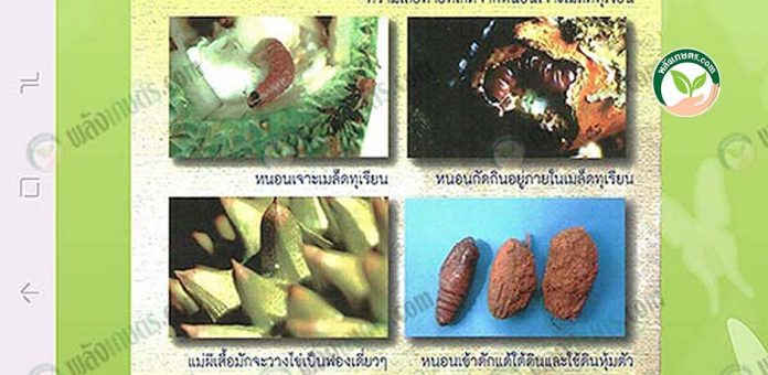 โรคและแมลง หนอนกัดกินอยู่ภายในเมล็ดทุเรียน-ที่มา.กรมวิชาการเกษตร โรคและแมลง หนอนกัดกินอยู่ภายในเมล็ดทุเรียน-ที่มา.กรมวิชาการเกษตร