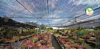 การดูแลสับปะรดสี ให้มีสีสันฉูดฉาดสวยงาม