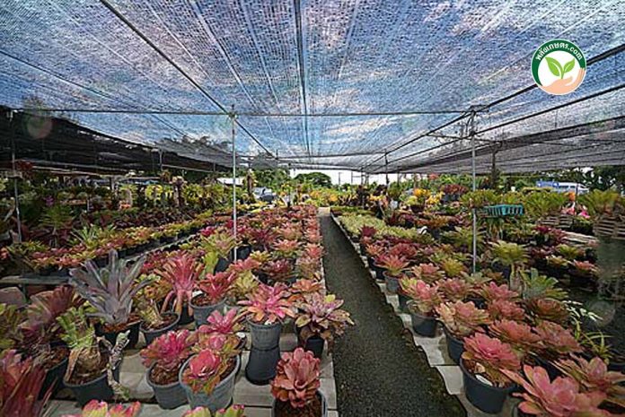 การดูแลสับปะรดสี ให้มีสีสันฉูดฉาดสวยงาม การดูแลสับปะรดสี ให้มีสีสันฉูดฉาดสวยงาม