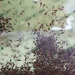 3.ลูกพันธุ์ปลาตุ้มของปลาดุก