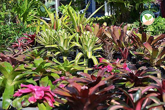 สับปะรดสีพันธุ์ต่างๆ กลุ่มนีโอรีเจลยา-และแอคเมีย-Aechmea สับปะรดสีพันธุ์ต่างๆ กลุ่มนีโอรีเจลยา-และแอคเมีย-Aechmea
