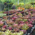 3.สับปะรดสีได้รับความนิยมไม่น้อย-โดยเฉพาะสกุลนีโอรีเจลยาลูกผสม