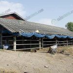 3.โรงเรือนเลี้ยงควาย