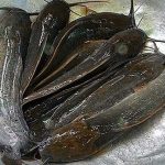 4.ปลาดุกบิ๊กอุย