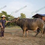 4.มีลักษณะเด่น-สวยงาม