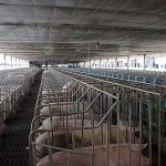 4.โรงเรือนหมูแม่พันธุ์