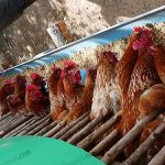 4.ให้อาหารไก่ไข่