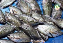 ปลาสลิดที่จับได้ จากการให้ อาหารปลาสลิดเม็ดลอย