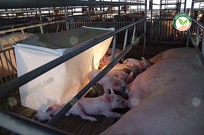 เนื้อหมูสดจากฟาร์มขายส่ง เนื้อหมูสดจากฟาร์มขายส่ง