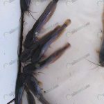 6.ลูกพันธุ์ปลาดุกรัสเซีย